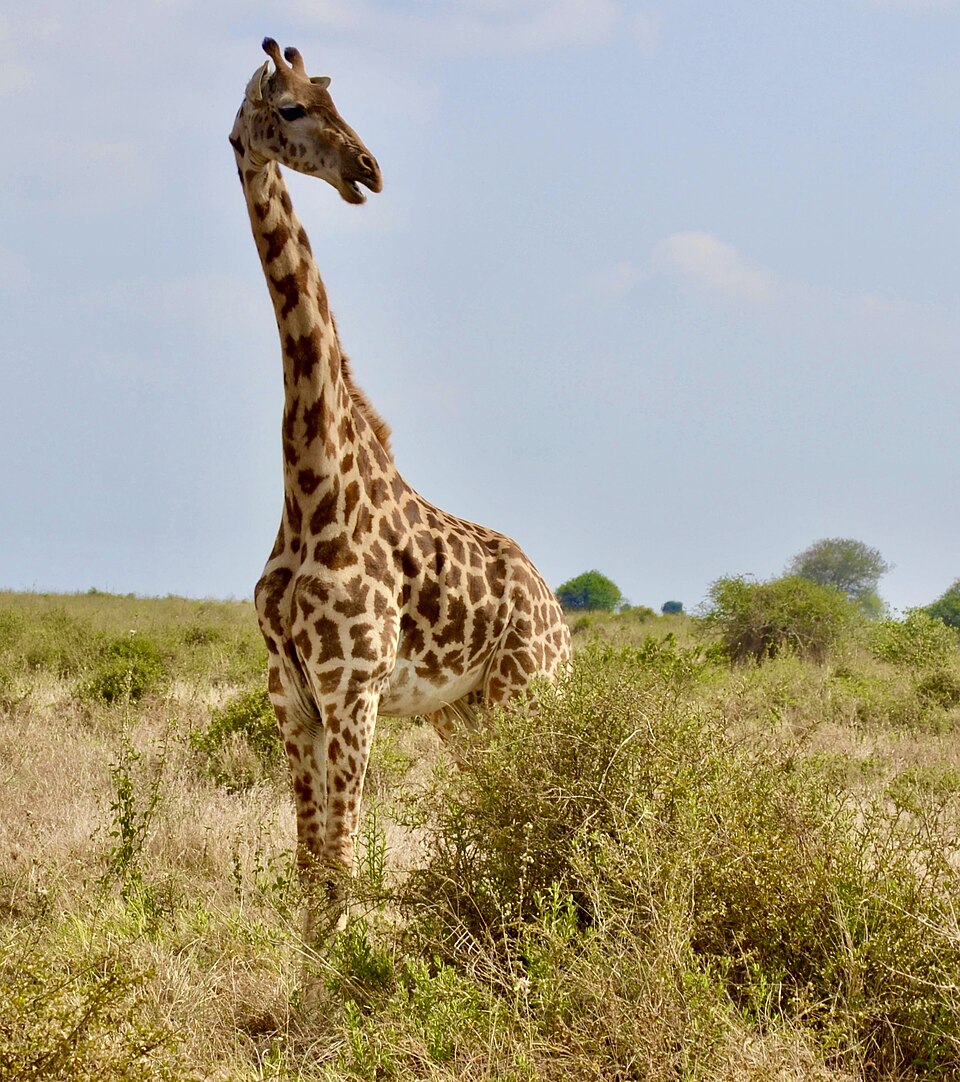 Standing Giraffe at Nairobi National Park, Kenya