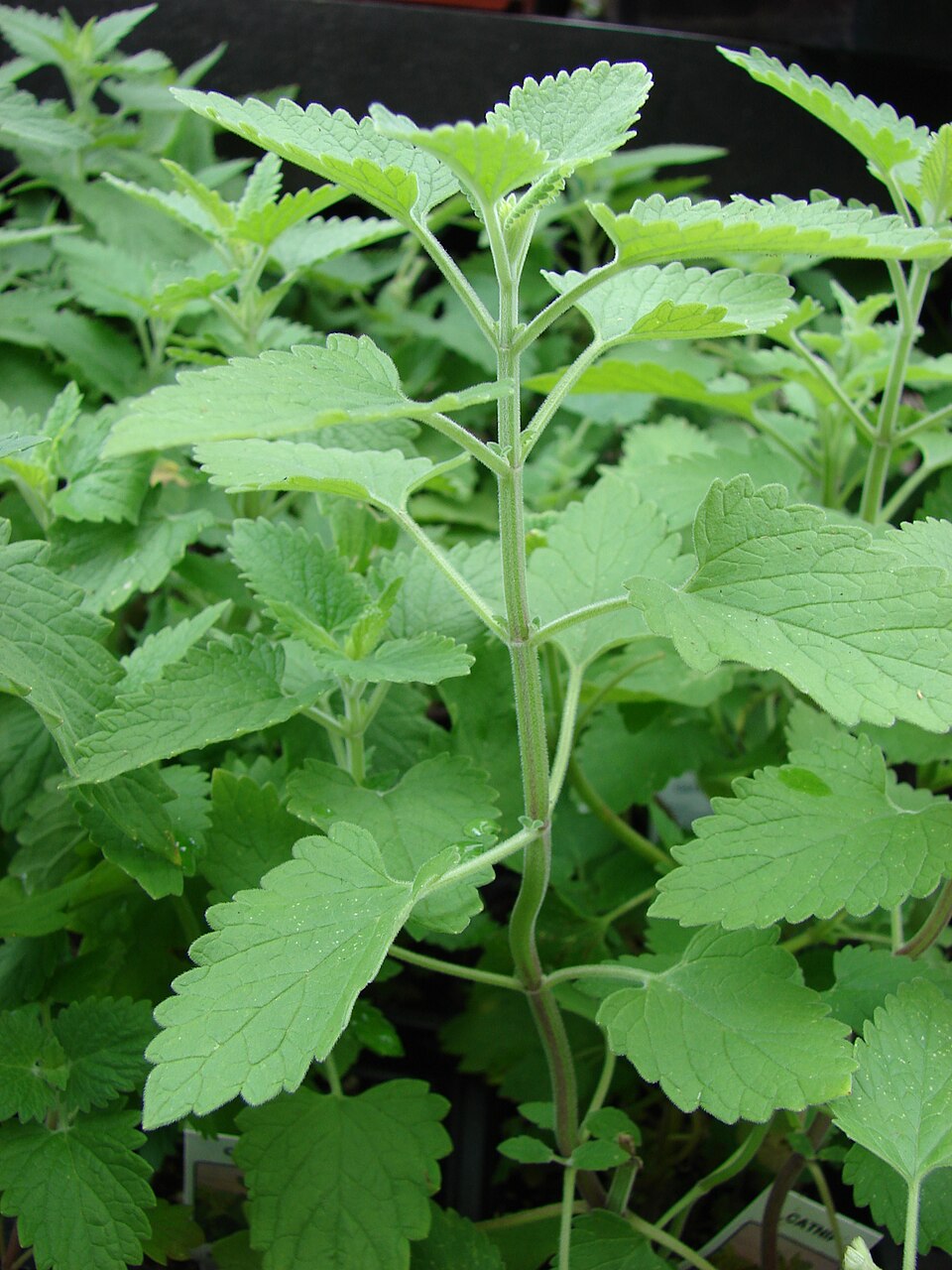 Leaves of catnip