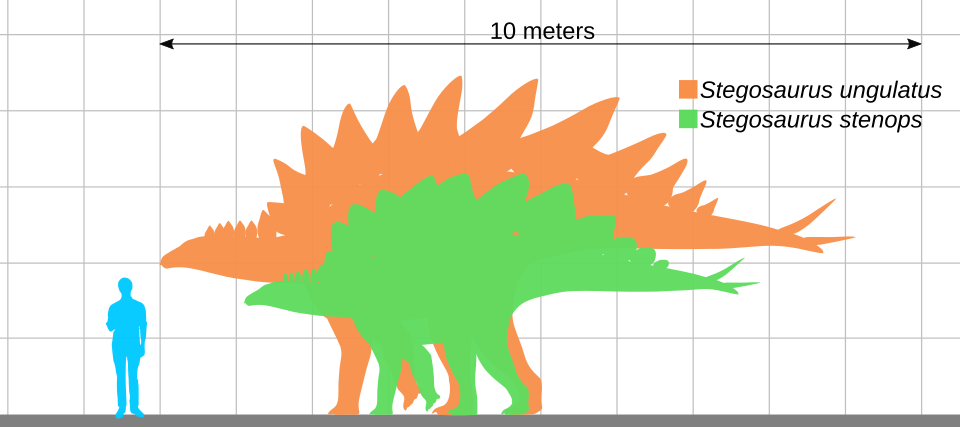 The size of a Stegosaurus compared to a human