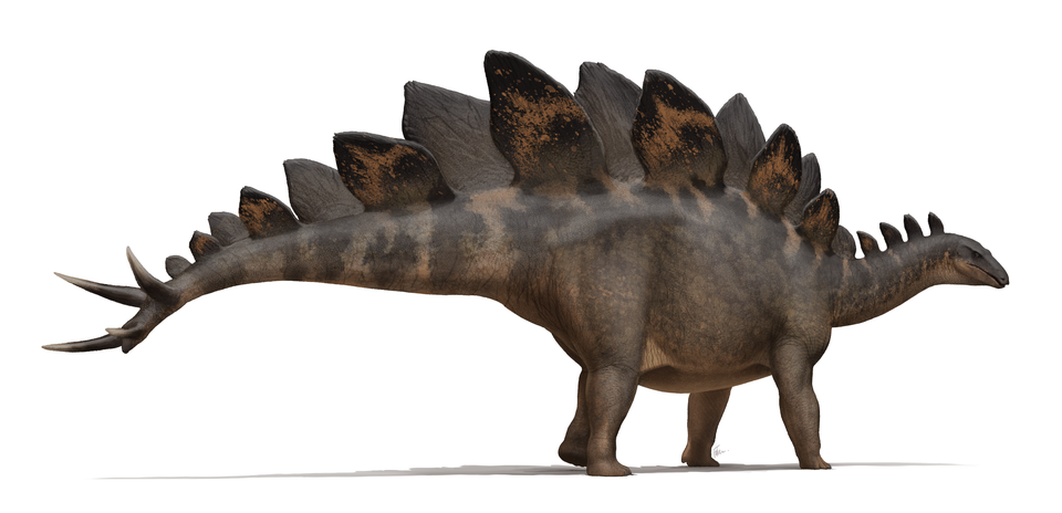 Reconstruction of Stegosaurus stenops