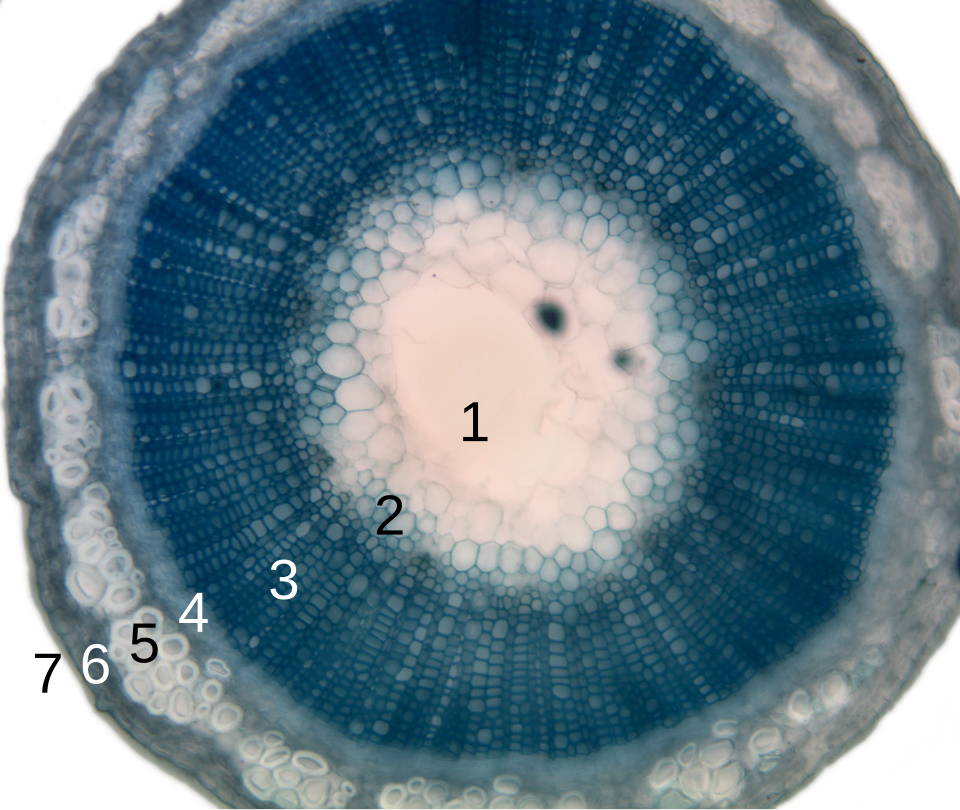 Cross-section of a flax plant stem with several layers of different tissue types: 1. pith 2. protoxylem 3. xylem 4. phloem 5. sclerenchyma (bast fibre) 6. cortex 7. epidermis