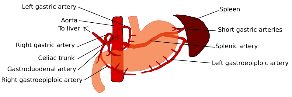 Schematic image of the blood supply to the human stomach: left and right gastric artery, left and right gastroepiploic artery and short gastric arteries