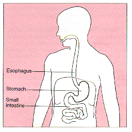 The stomach in the gastrointestinal system