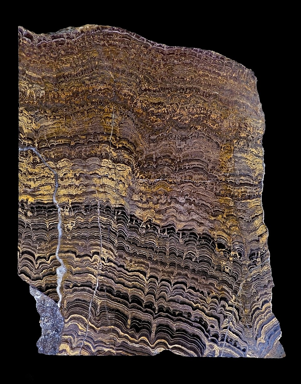 Stromatolites from Bolivia, from the Proterozoic (2.3 billion years ago). Vertical polished section.