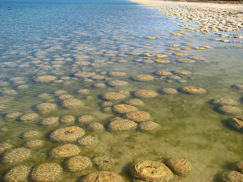 Stromatolites growing in Yalgorup National Park in Australia