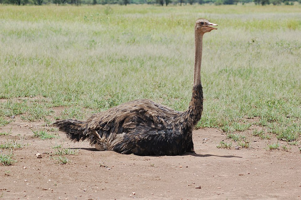 A female incubating eggs in a shallow nest on the ground in the Serengeti, Tanzania