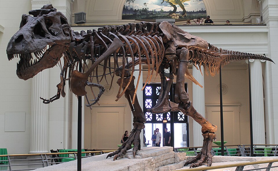"Sue" in The Field Museum in Chicago is the most complete Tyrannosaurus skeleton