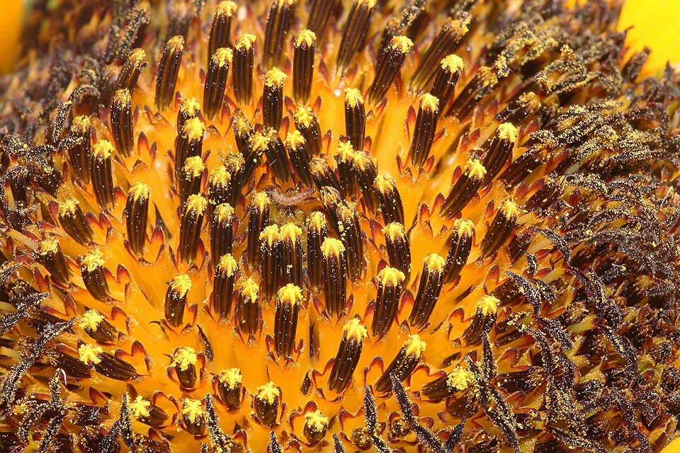 A single 'sunflower' is a composite of many tiny flowers, a pseudanthium.