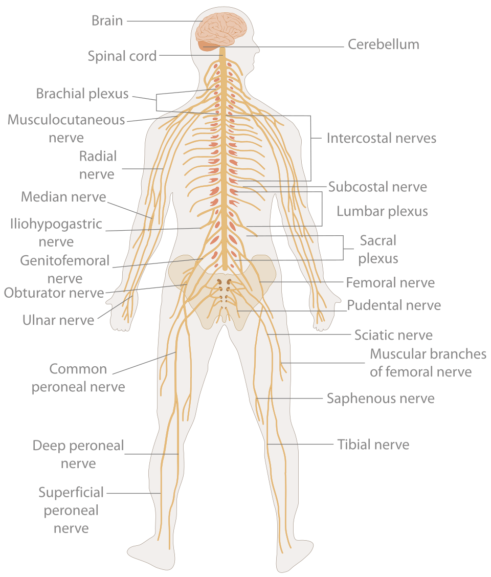 The human nervous system