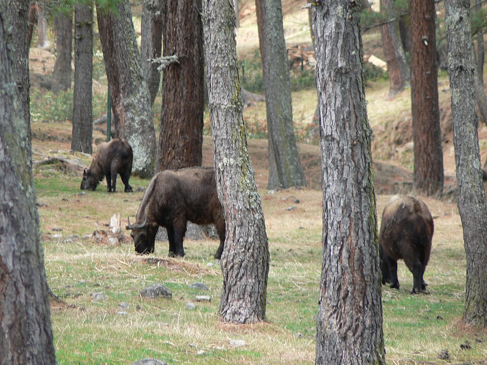 The Takin is Bhutan's national animal.