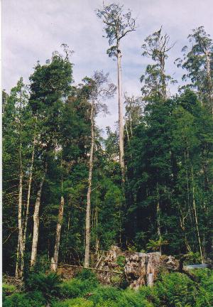 Eucalyptus regnans growing 80 metres high in an area of extensive logging, Tasmania