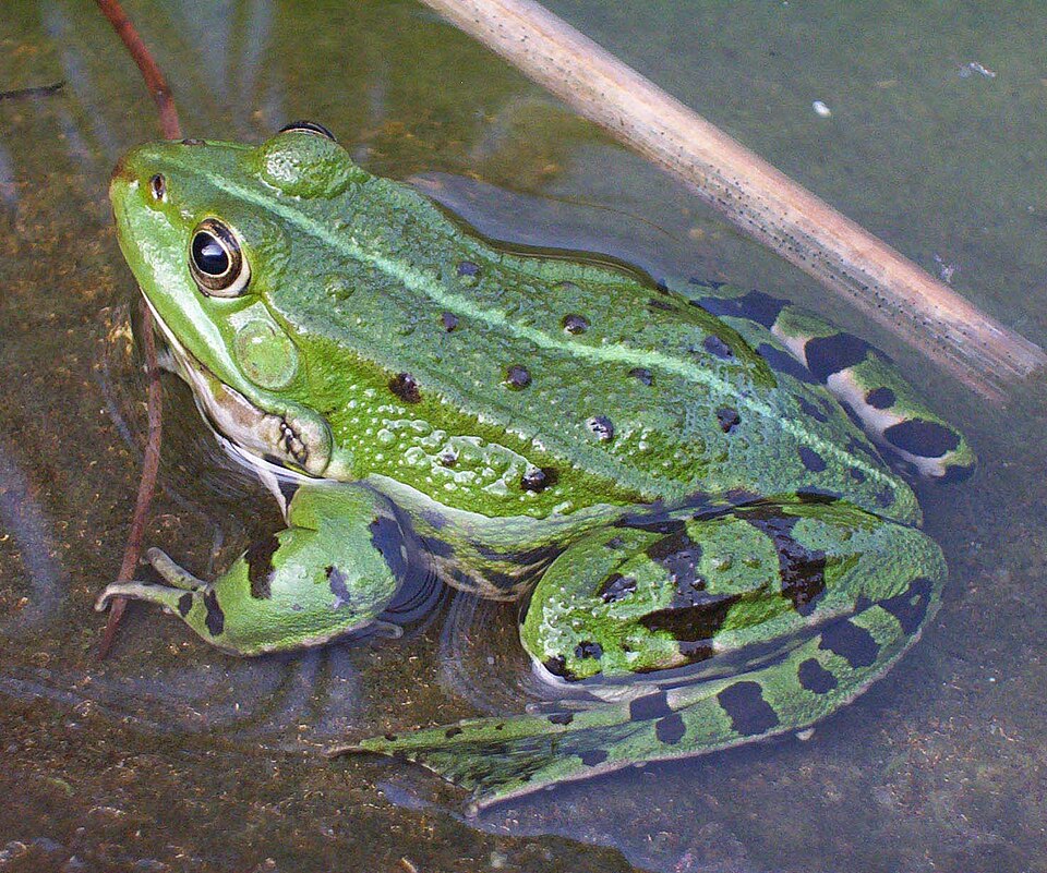 Frogs such as this Edible frog has smooth (soft) wet skin.