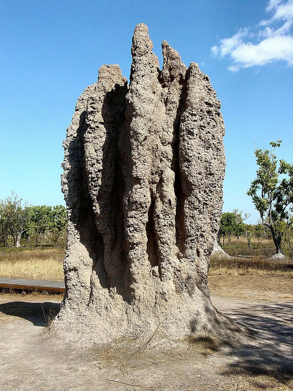 Some termites build large structures like these where they live