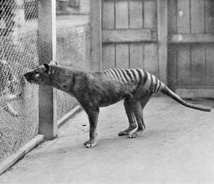 Thyalcine in Hobart zoo, 1933