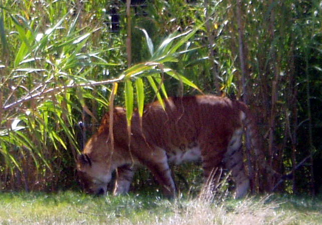 Tigons and Ligers