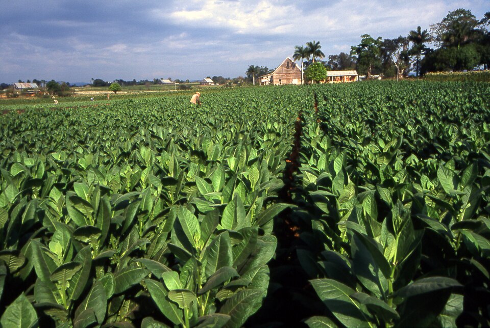 A tobacco field in Pinar del Río.