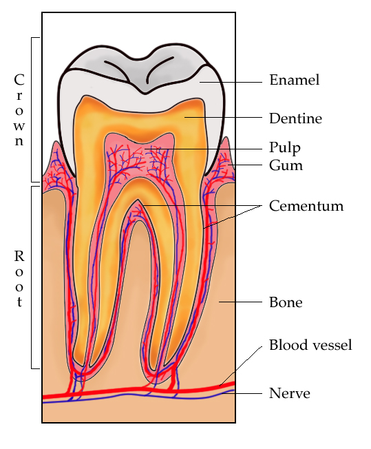 {{center|Human tooth}}