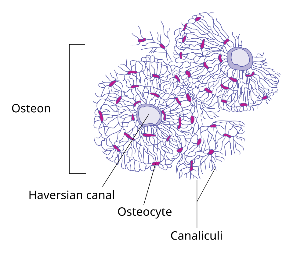 microscopic bone structure