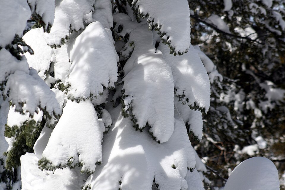 Trees covered with snow