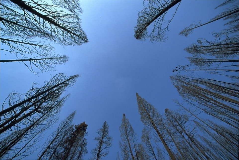 The daytime sky with trees.
