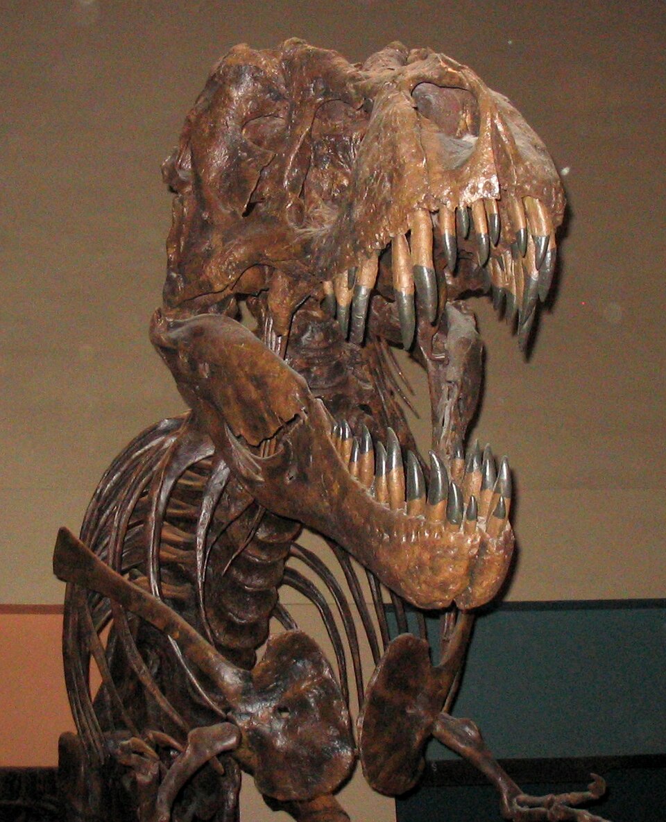 T. rex skeleton from the Smithsonian Museum of Natural History