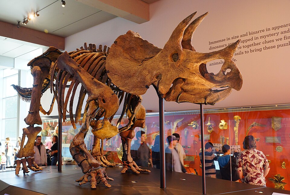 T. horridus skeleton mounted with modern limb-posture, Natural History Museum of Los Angeles County