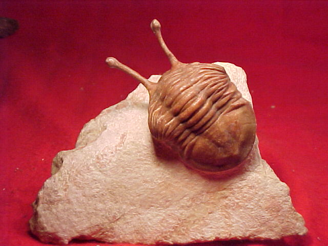 A fossil of a trilobite which lived about 444 million years ago