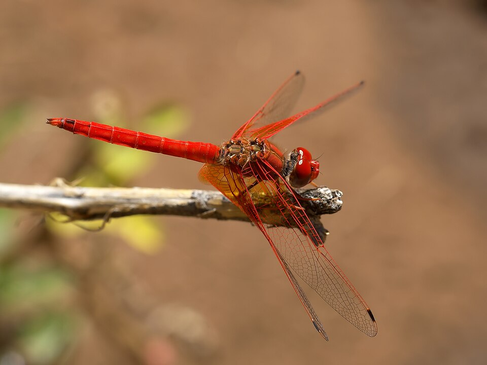 Kirby's dropwing (Trithemis kirbyi) in Tsumeb, Namibia