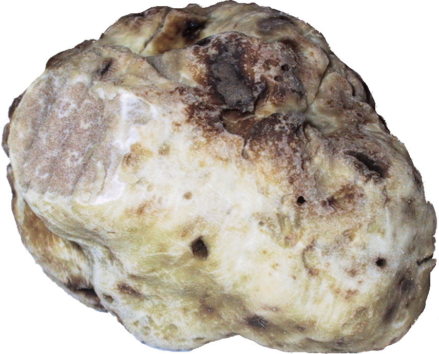 White truffle washed and cut
