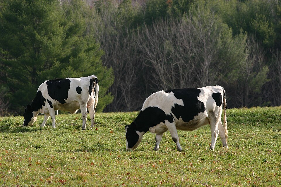 Dairy cattle grazing (eating grass) in a field.