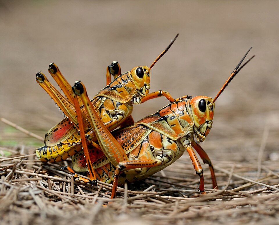 Romalea guttata grasshoppers mating