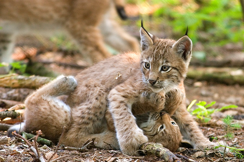 Two lynx kittens playing