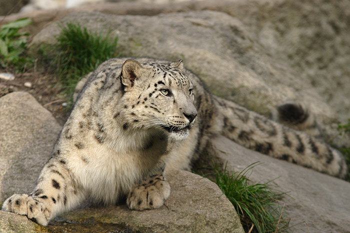 Endangered snow leopards live in the cold Hindu Kush