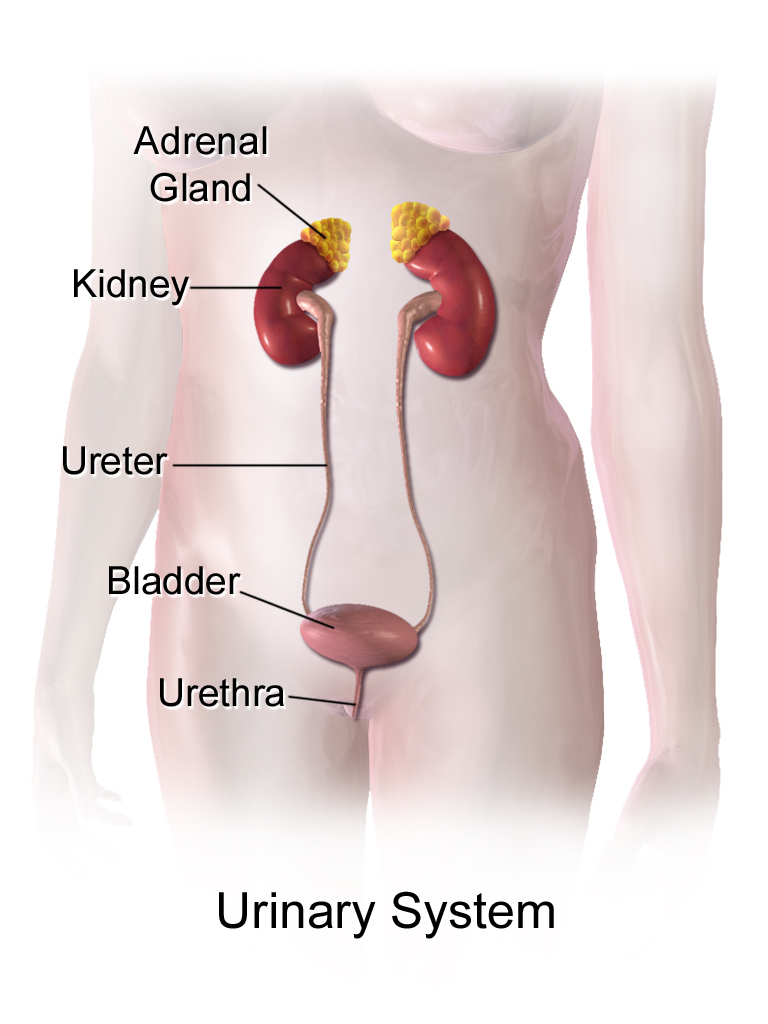 The human female urinary system