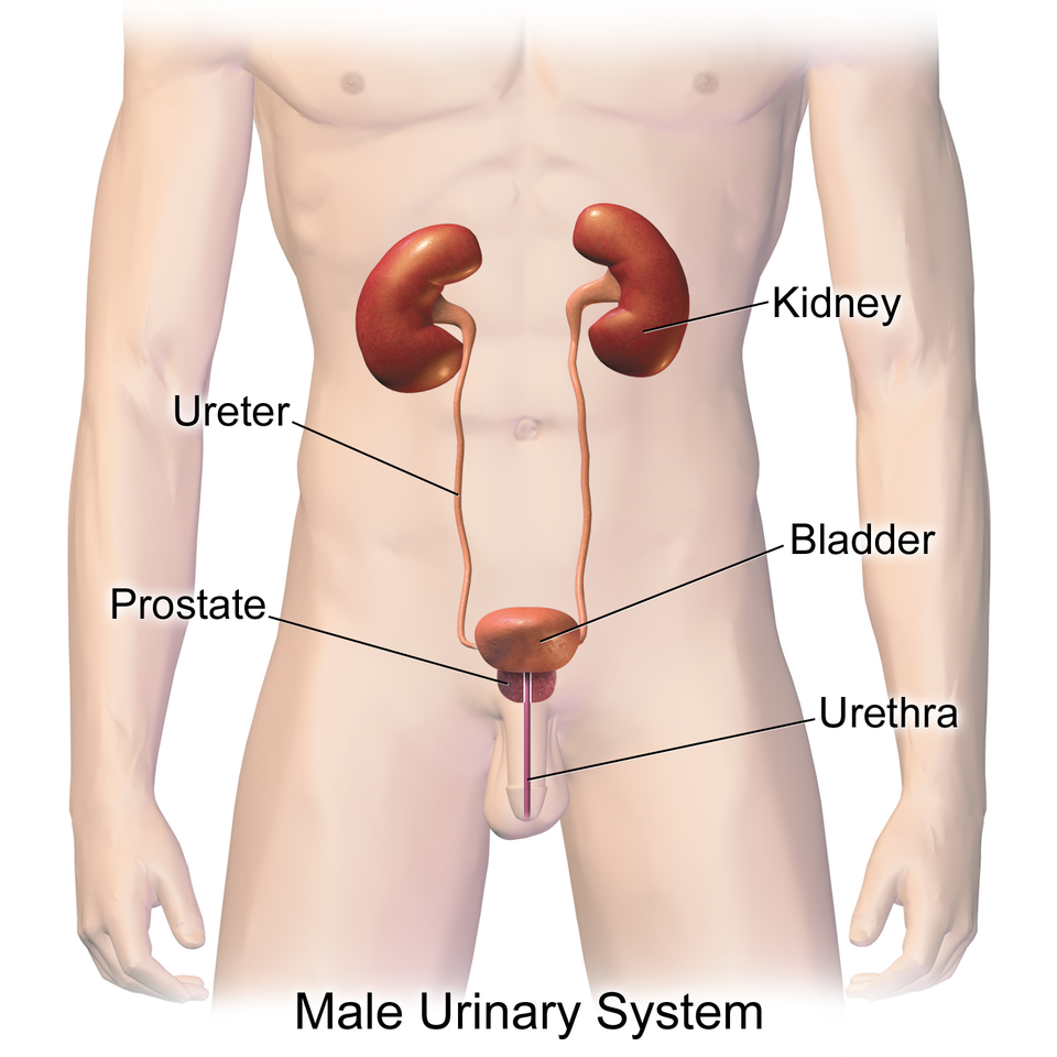 The human male urinary system