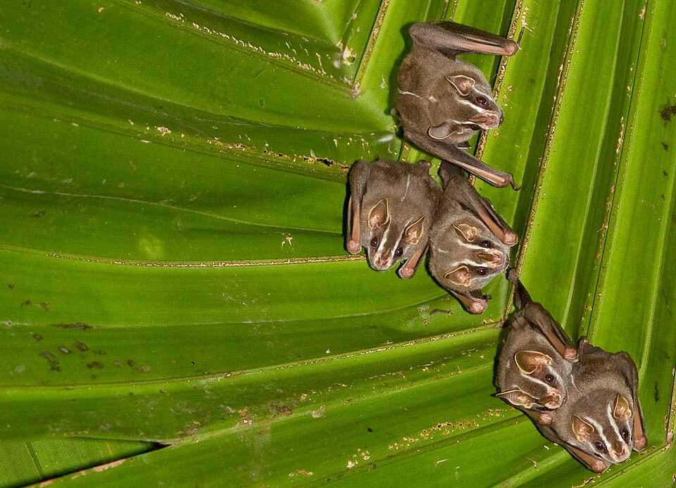 A coven of Peters' tent-making bats (Uroderma bilobatum)
