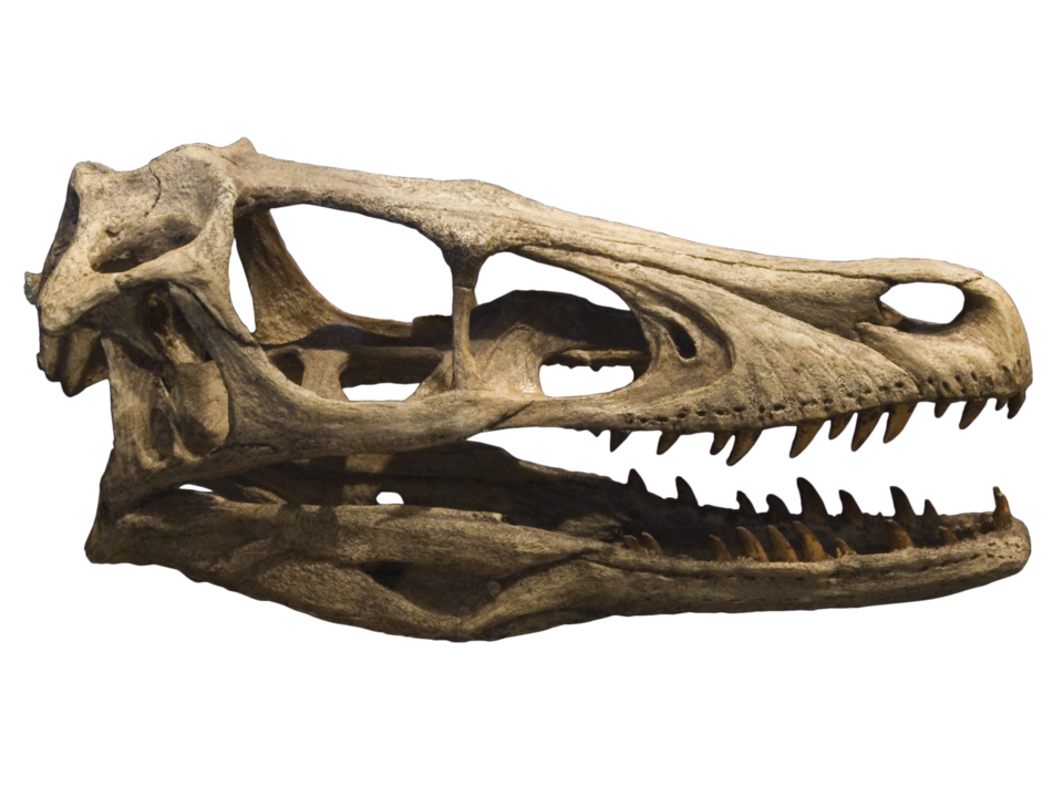 Lightweight skull of Velociraptor: its brain was tucked away at the back of the skull.