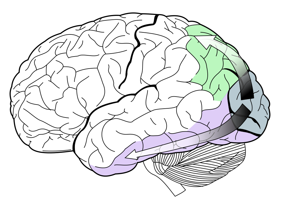 The dorsal stream (green) and ventral stream (purple) are shown.