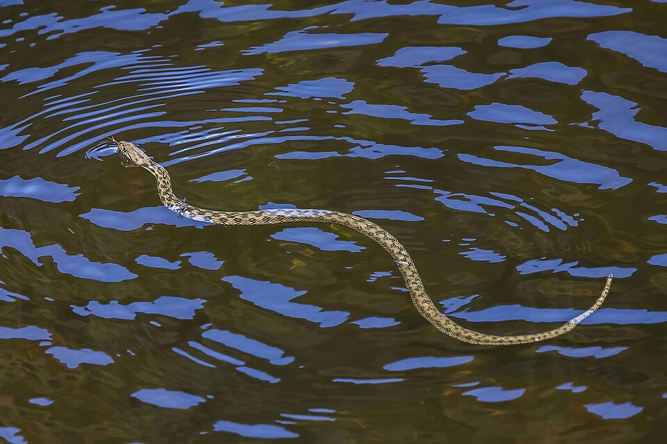 A water snake using lateral undulation to move through water