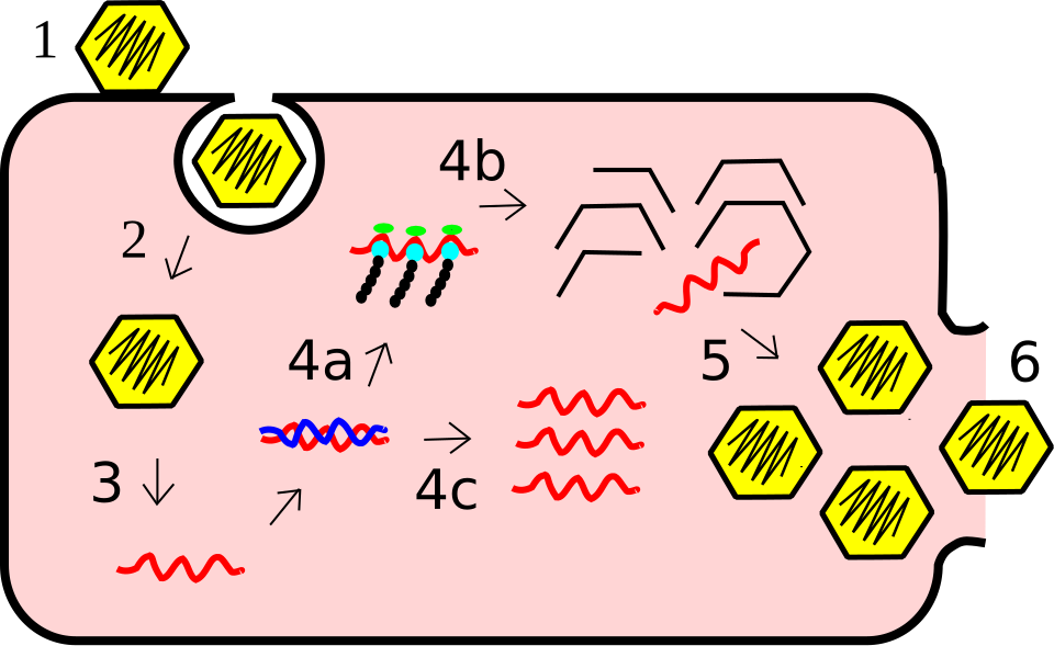 Virus replication cycle: 1-Attachment, 2-Penetration, 3-Uncoating, 4-Synthesis (4a-Transcription, 4b-Translation, 4c-Genome replication), 5-Assembly, 6-Release