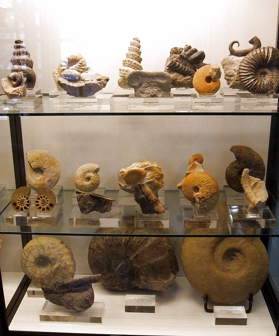 Some of the variety of ammonite body shapes