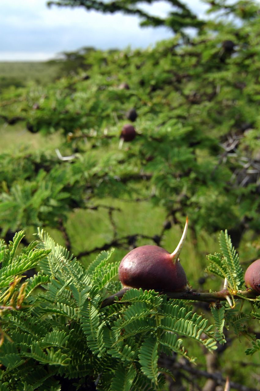 The Whistling Thorn (Acacia drepanolobium)