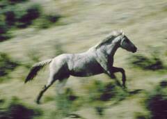 A feral horse (an American mustang) in Wyoming, USA