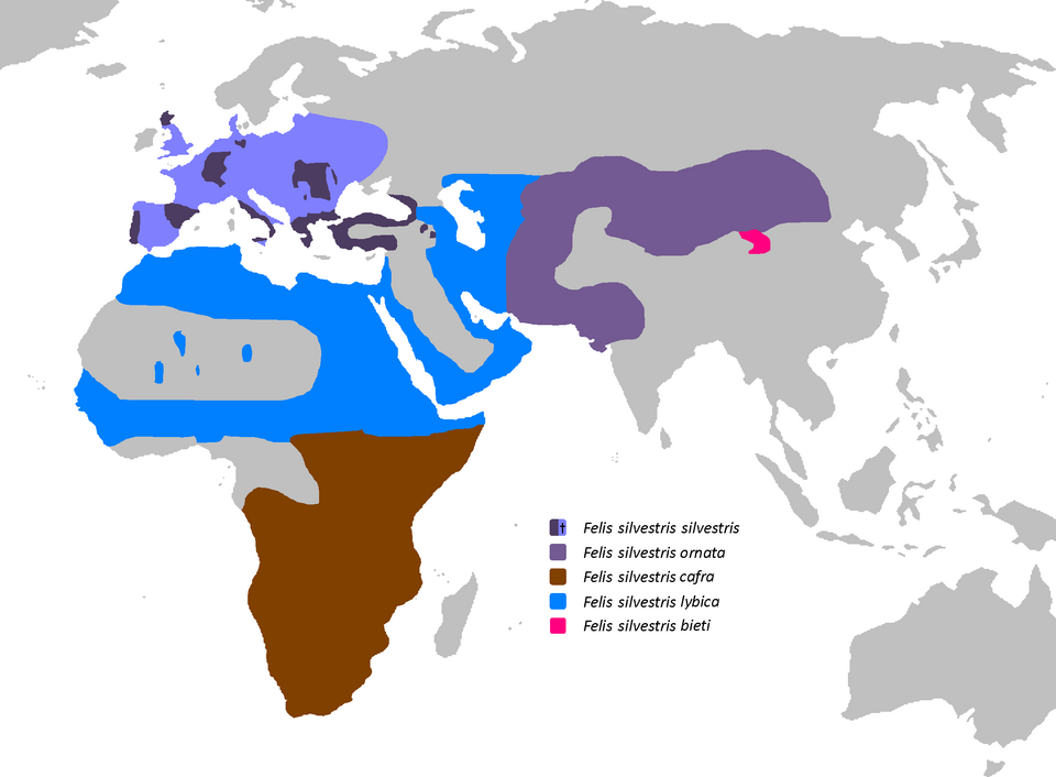 Past range of Felis silvestris.