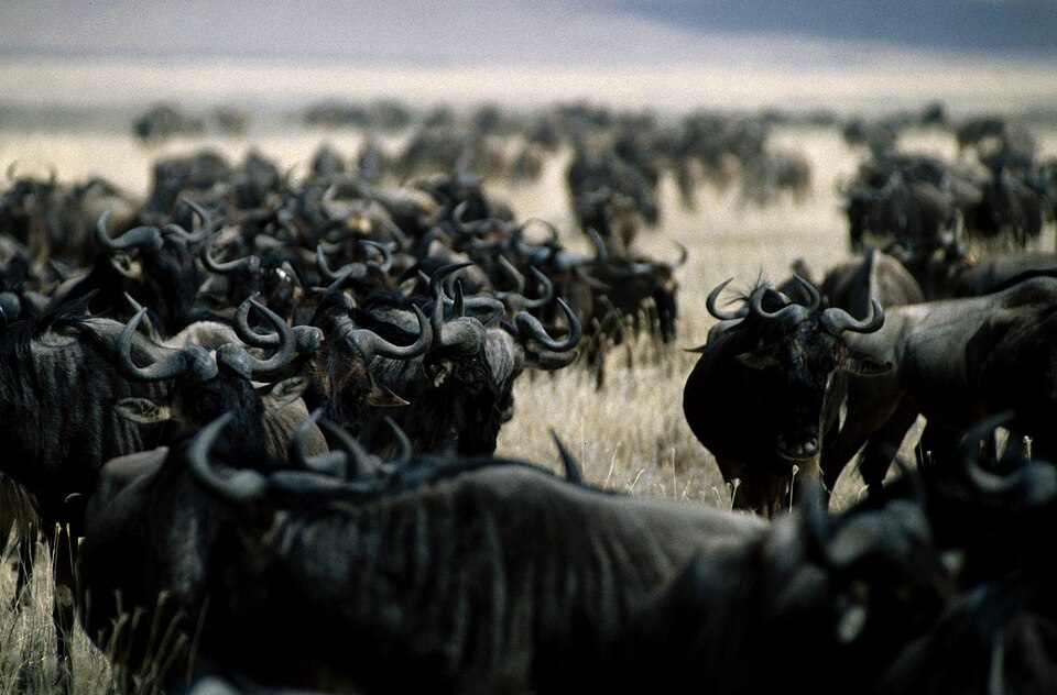 Blue wildebeest (Connochaetes taurinus)
