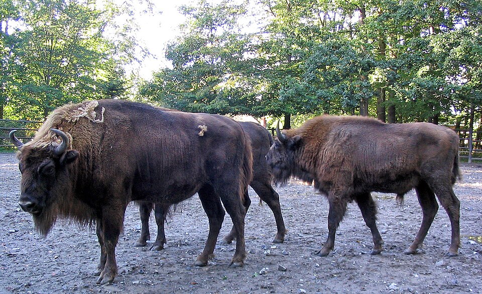 A group of wisents