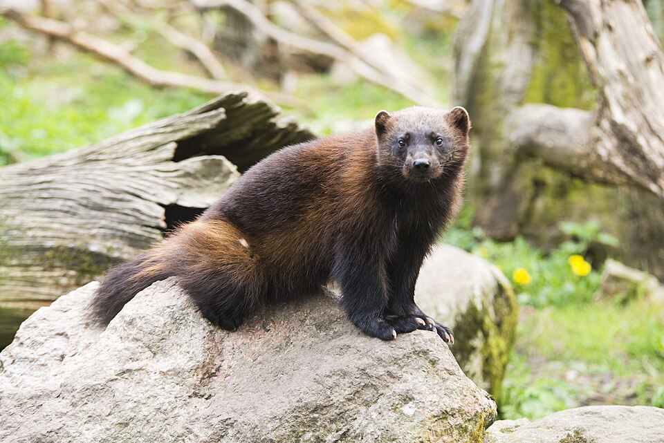A wolverine