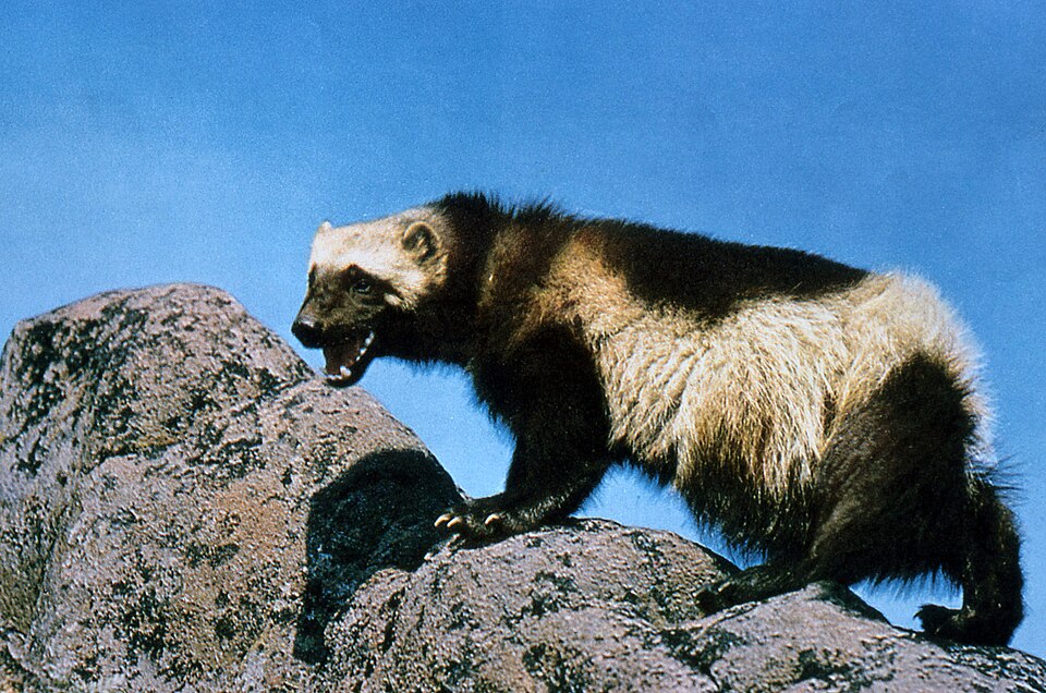Wolverine on rocky terrain