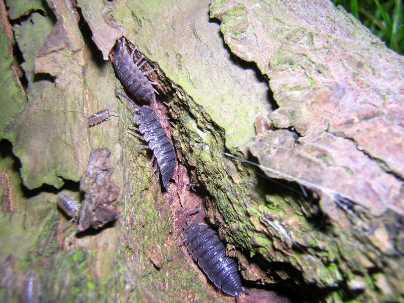 Woodlice in tree bark