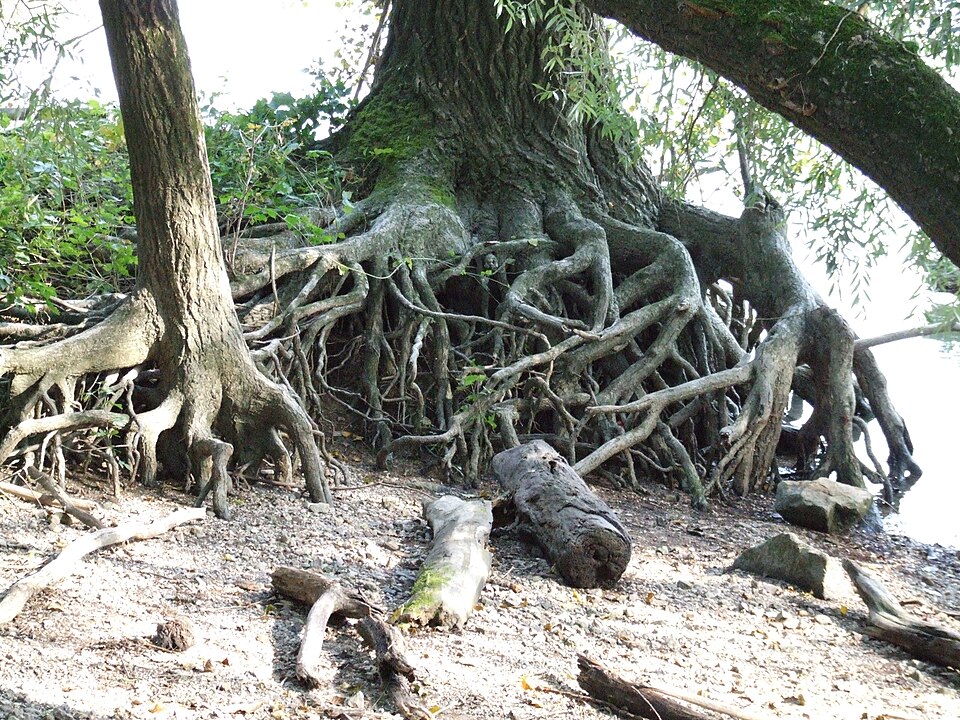 Exposed roots